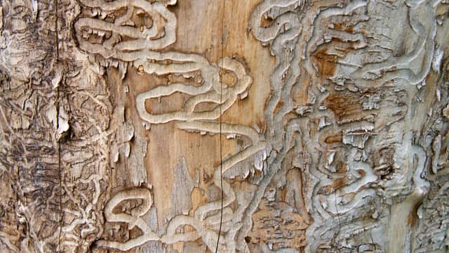 Emerald ash borer larval galleries under ash bark