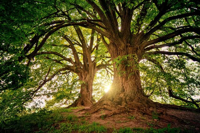Mature oak tree with a wide canopy