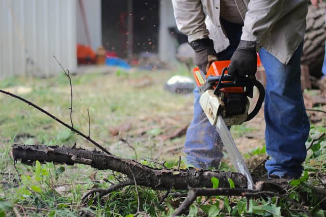 Arborist trimming a tree from a climbing harness